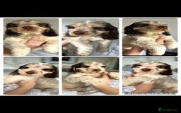 Cocker Spaniel dogs for sale: OUTSTANDING KC REG SHOW COCKER SPANIEL PUPPIES  - Image 21