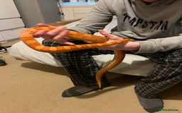 Corn Snake reptiles for sale: Lava corn snake + full set up  - Image 2