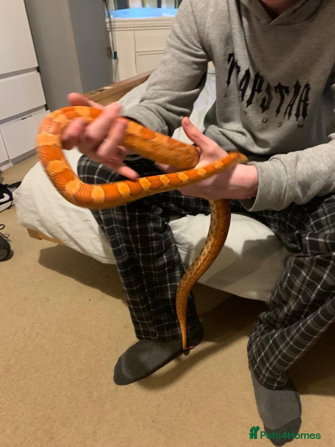Corn Snake reptiles for sale: Lava corn snake + full set up  - Image 2