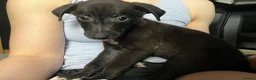 Lurcher dogs for sale: Five Lurcher Pups Ready To Go - Advert 3