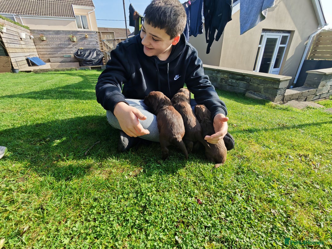 Sprocker dogs for sale: Adorable, well-socialised Sprocker Spaniel puppies - Image 8