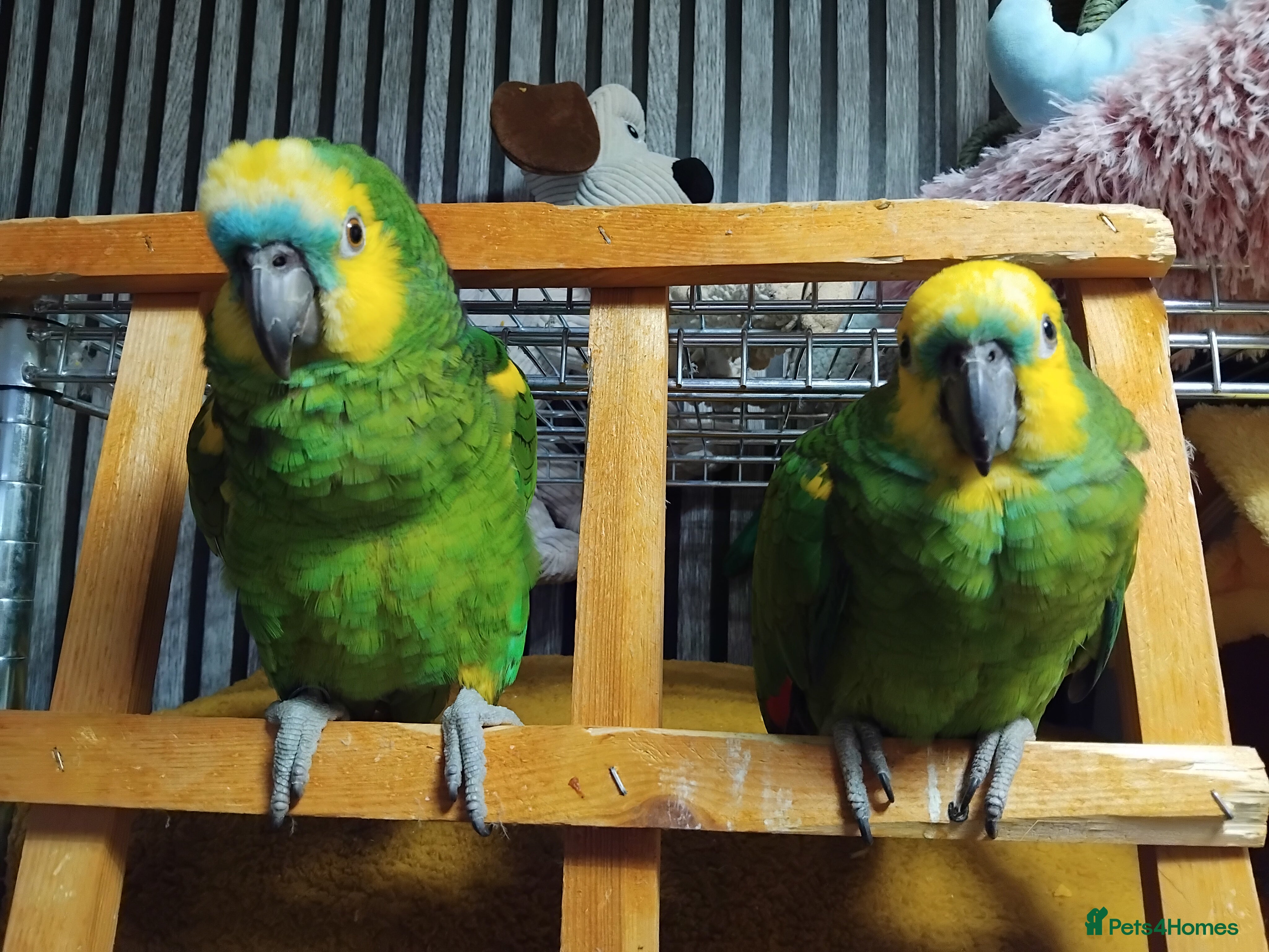 Parrots birds Pair of bonded females  - Advert 2