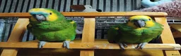 Parrots birds for sale: Pair of bonded females  in Newton-le-Willows - Advert 1
