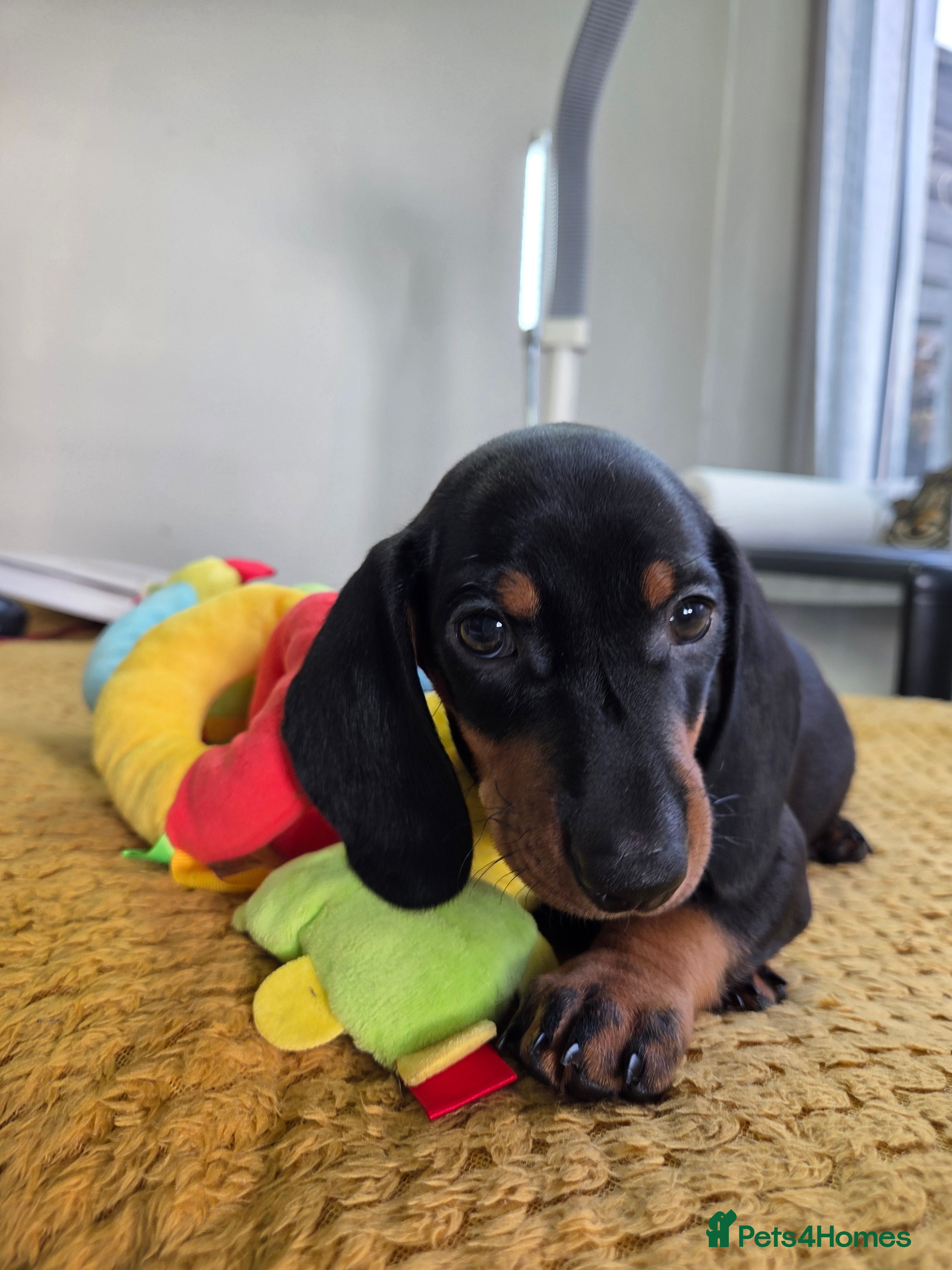 Dachshund dogs Kc Standard  dachshund puppies  - Advert 5