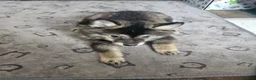 Pomsky dogs for sale: F3 Pomsky Puppies MUST GO - Advert 15