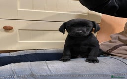 Labrador Retriever dogs for sale: Stunning Labrador puppies - Image 5