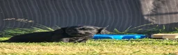 Cocker Spaniel dogs for sale: Beautiful cocker spaniel puppy’s  in Liskeard - Advert 8
