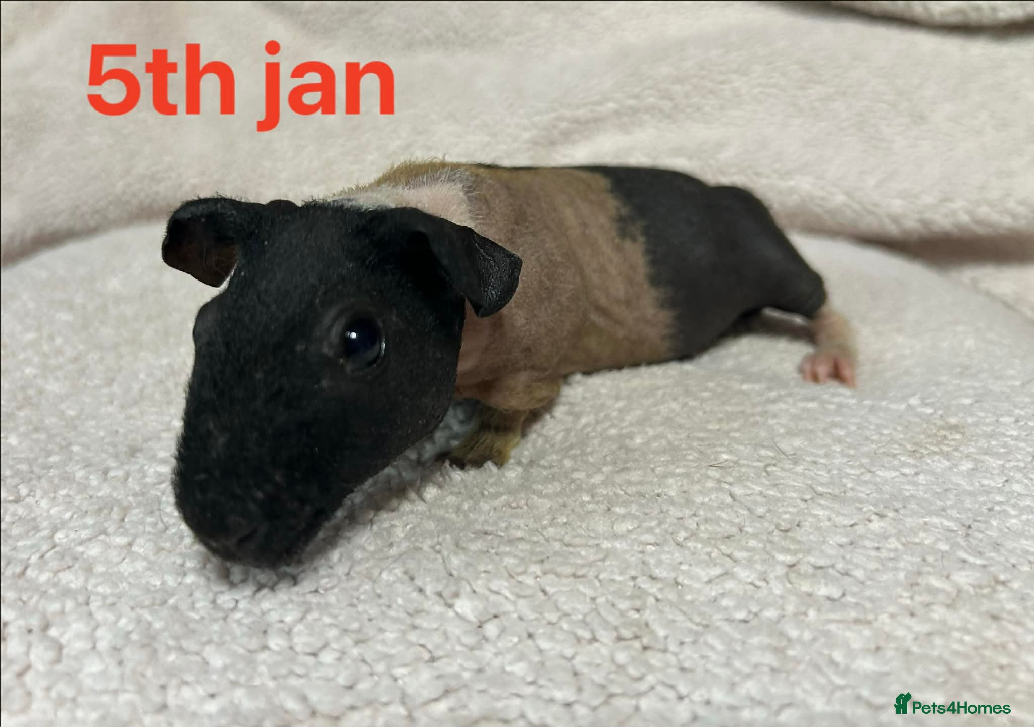 Guinea Pig rodents Skinny Pig/Werewolf Boars. Reserve Now.  - Advert 4