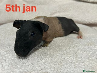 Guinea Pig rodents Skinny Pig/Werewolf Boars. Reserve Now. - Advert 4