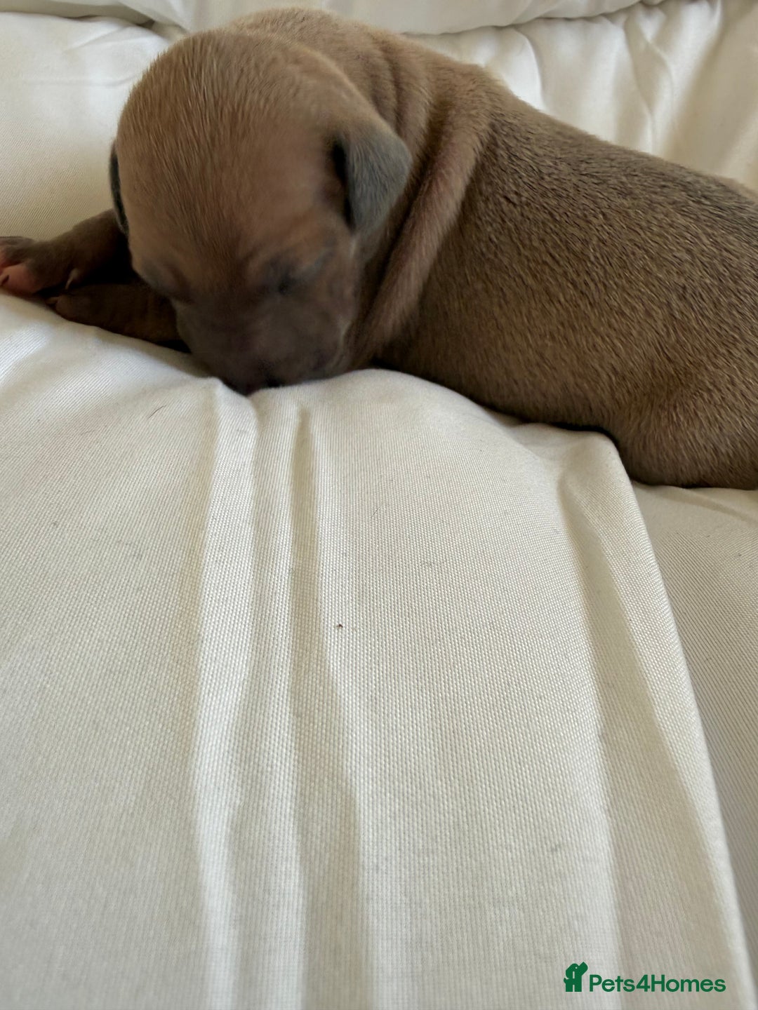 Italian Greyhound dogs for sale: KC registered Perfect Italian greyhound puppies  - Advert 16
