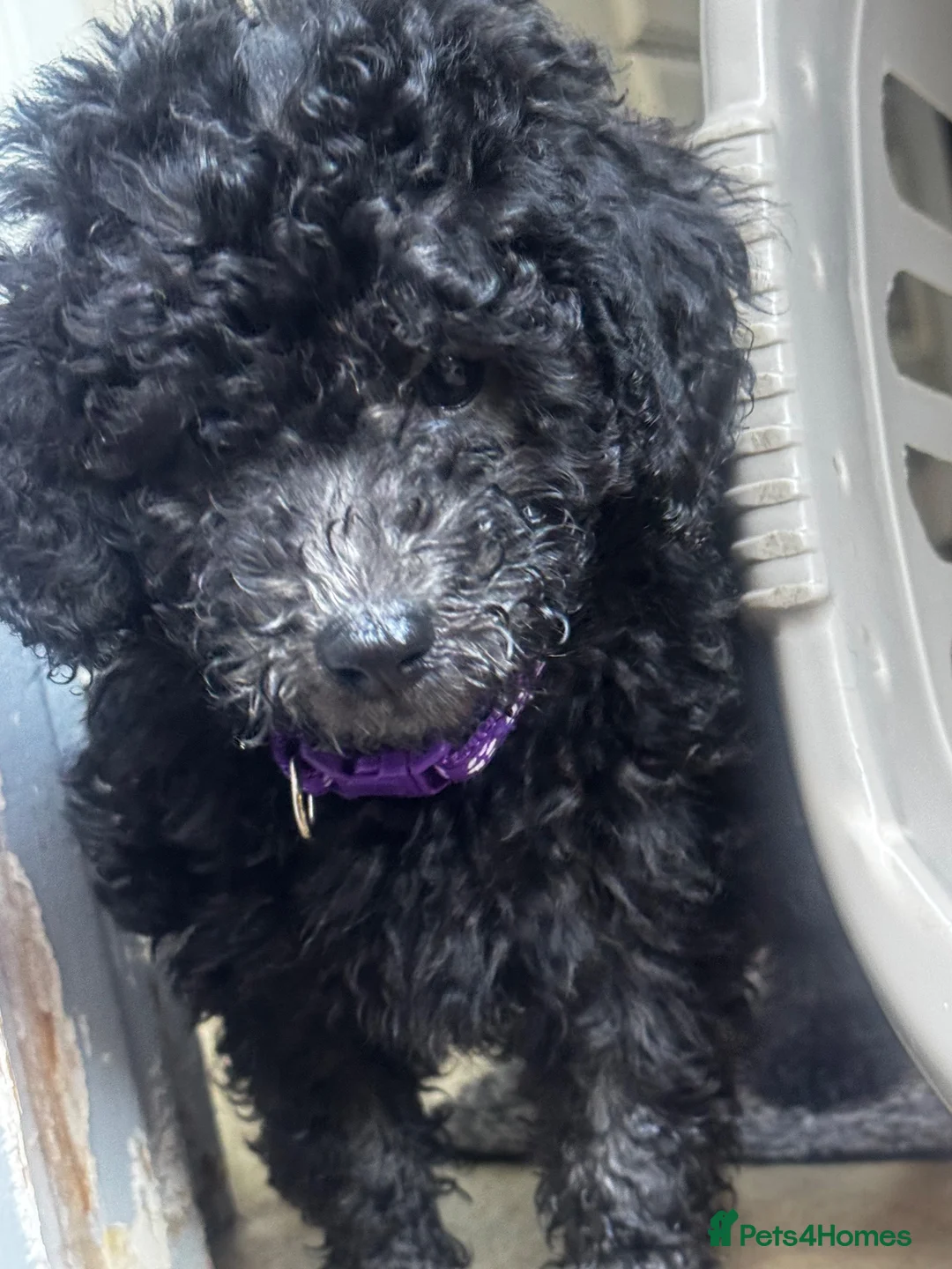 Miniature Poodle dogs for sale: Silver Miniature Poodle Puppies  - Advert 7