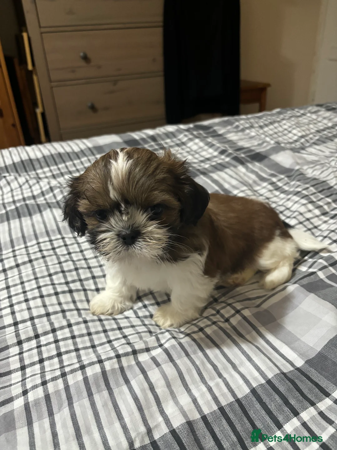 Shih Tzu dogs for sale: Shih Tzu puppies - Advert 18
