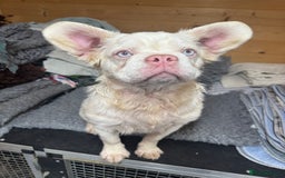 French Bulldog dogs for sale: French bulldog female full fluffy full pink - Advert 3