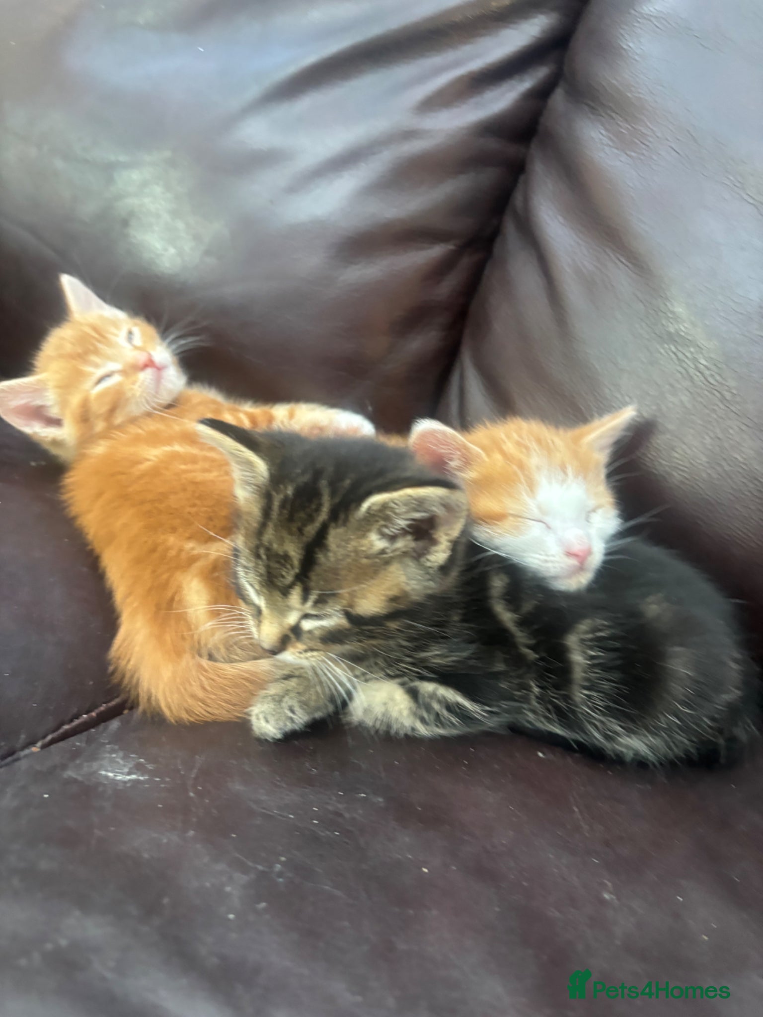 Mixed Breed cats Miss l - Advert 2