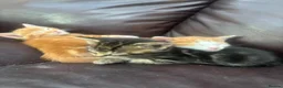 Mixed Breed cats for sale: Miss l - Advert 1