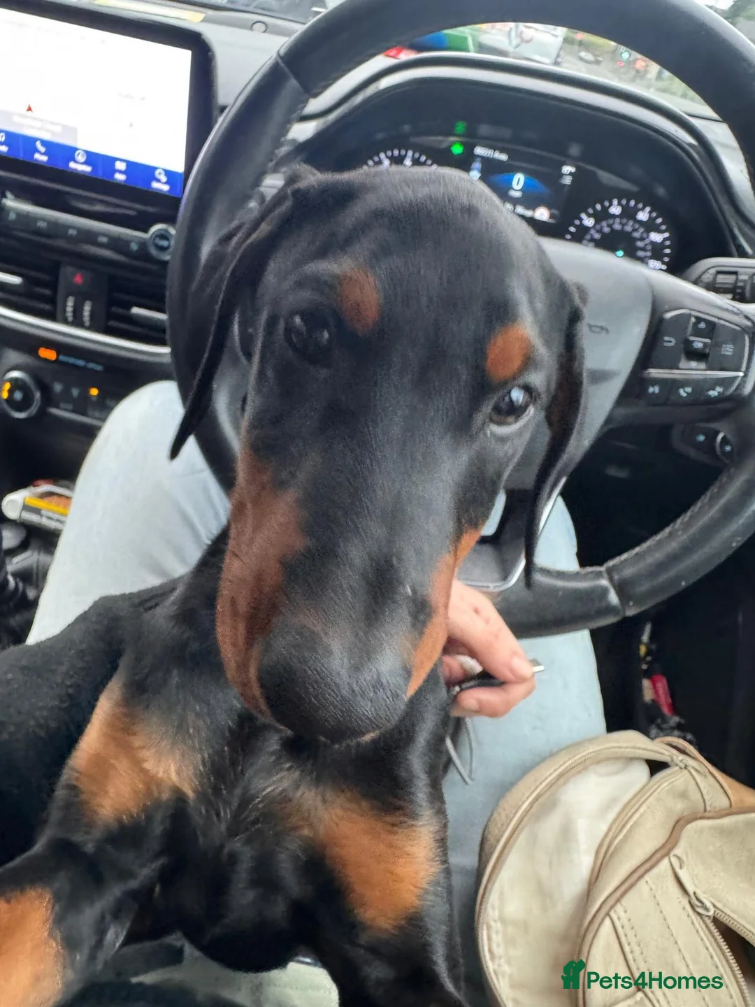 Dobermann dogs for sale: Last puppy - Advert 3