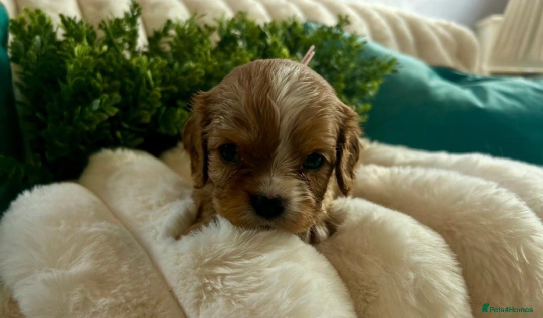 Cavalier King Charles Spaniel dogs for sale: Fully Health tested Cavalier King Charles Puppies  - Image 20