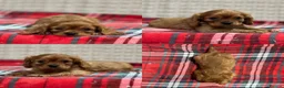 Cavalier King Charles Spaniel dogs for sale: STUNNING CAVALIER KING CHARLES PUPPIES  - Advert 40
