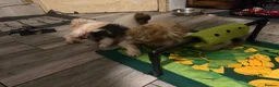 Mixed Breed dogs for sale: LHASO APSO X YORSHSIRE TERRIER PUPS  - Advert 6