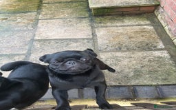 Pug dogs for sale: 2x 14month black pug bitches - Image 16