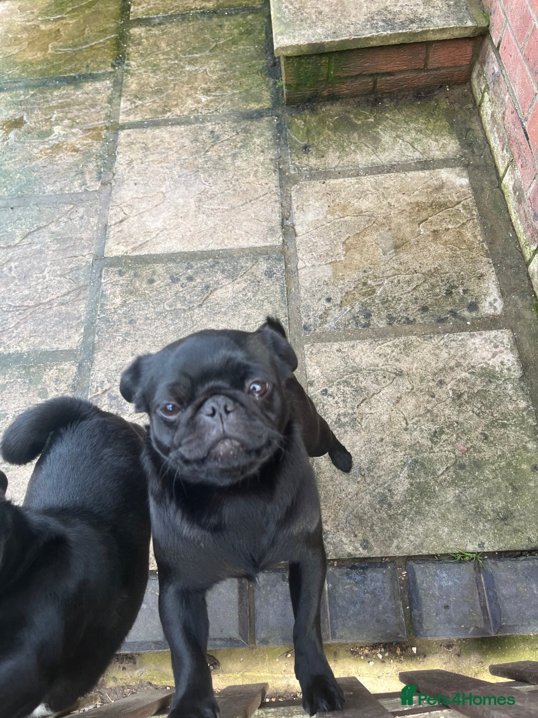 Pug dogs for sale: 2x 14month black pug bitches - Image 16