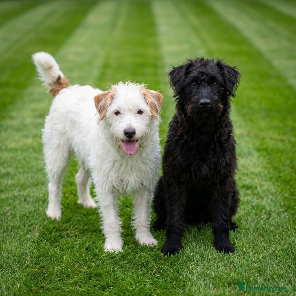 Patterjack dogs for sale: Jak Russell X patterdale  - Advert 3