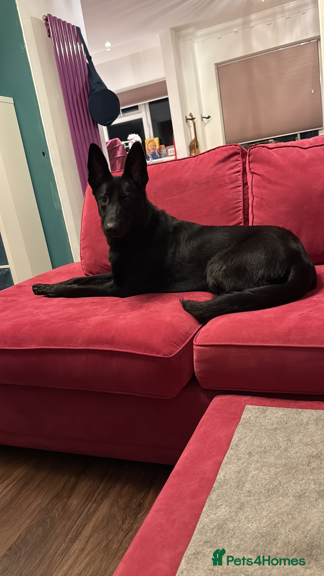 German Shepherd dogs for sale: Fully Trained Black German Shepherd - Advert 11