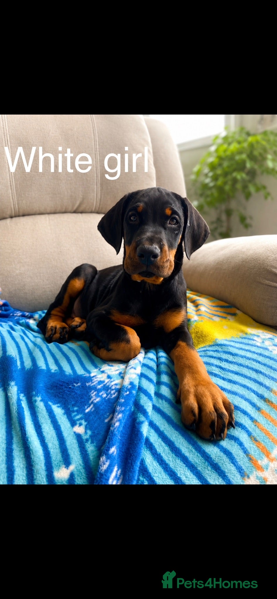 Dobermann dogs * 1 girl Doberman puppy ready to go * - Advert 1
