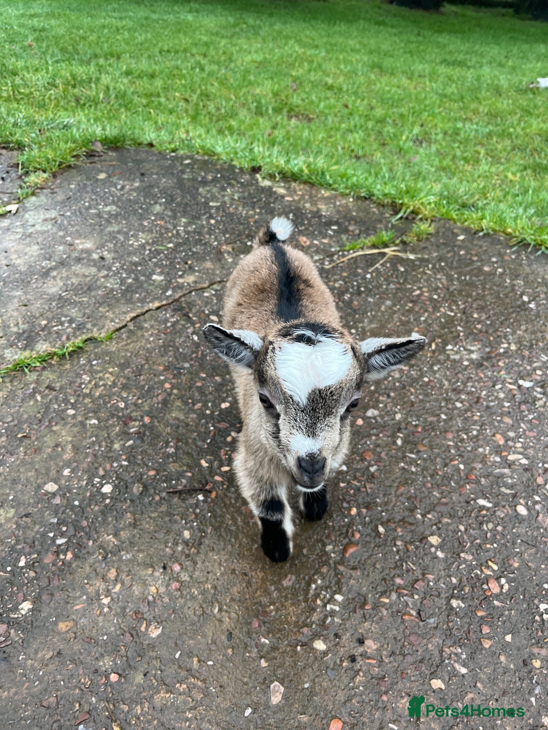 Goats livestock for sale: Pygmy Goat Kids  - Advert 1