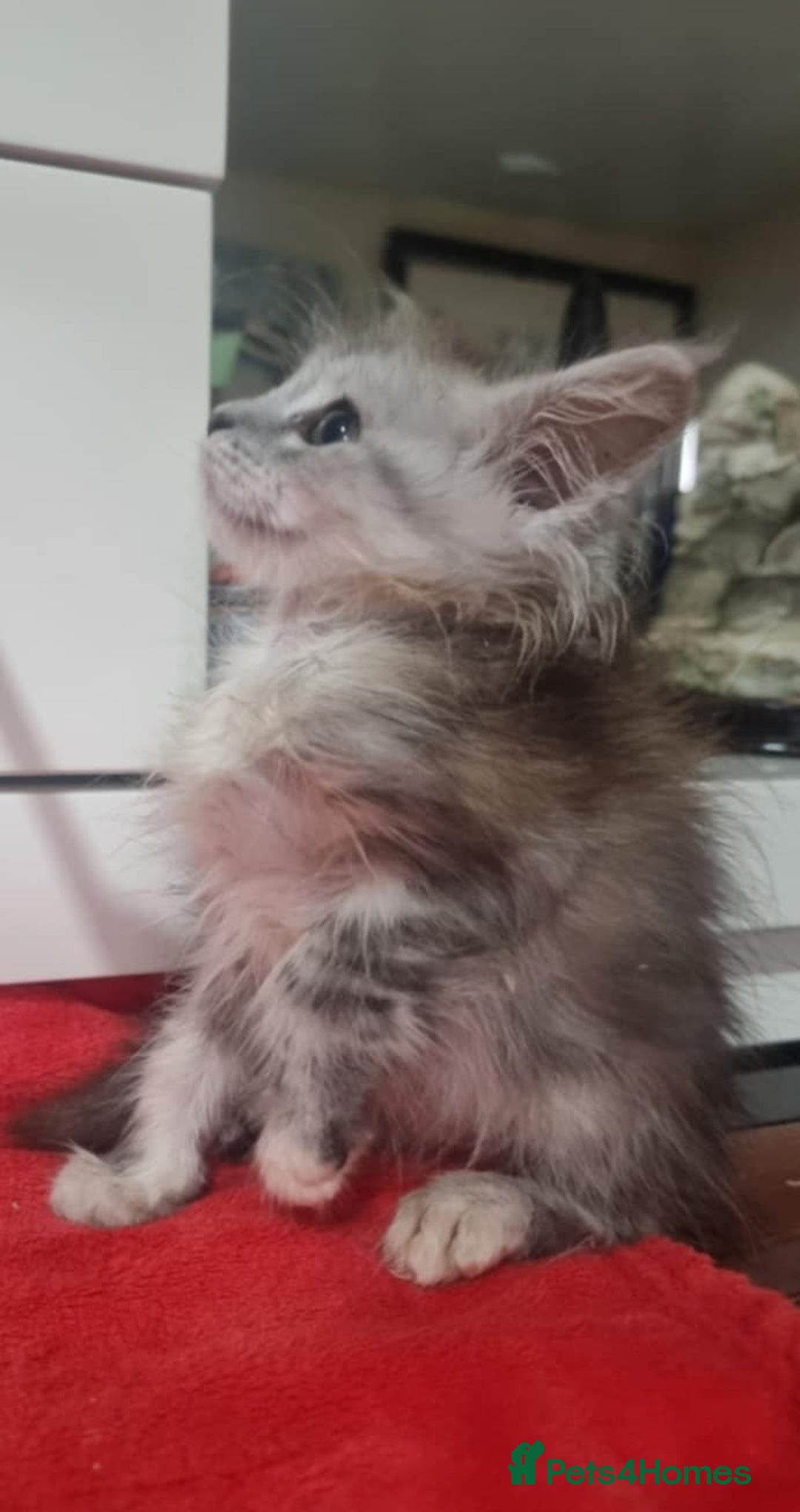 Maine Coon cats for sale: Beautiful Maine Coon Kittens - Advert 6