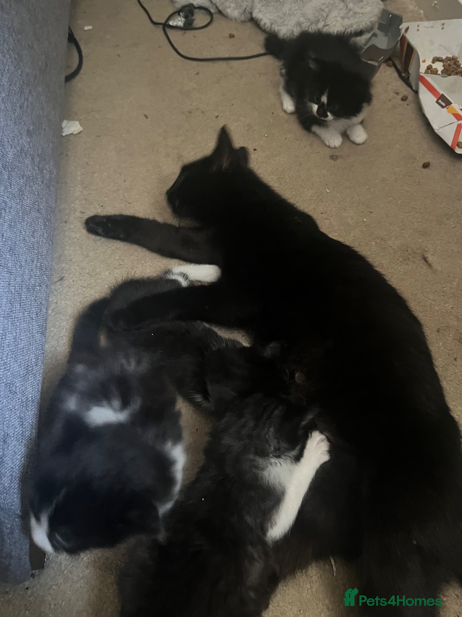 Mixed Breed cats 7 kittens black n white  - Advert 1