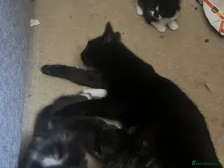 Mixed Breed cats 7 kittens black n white - Advert 1