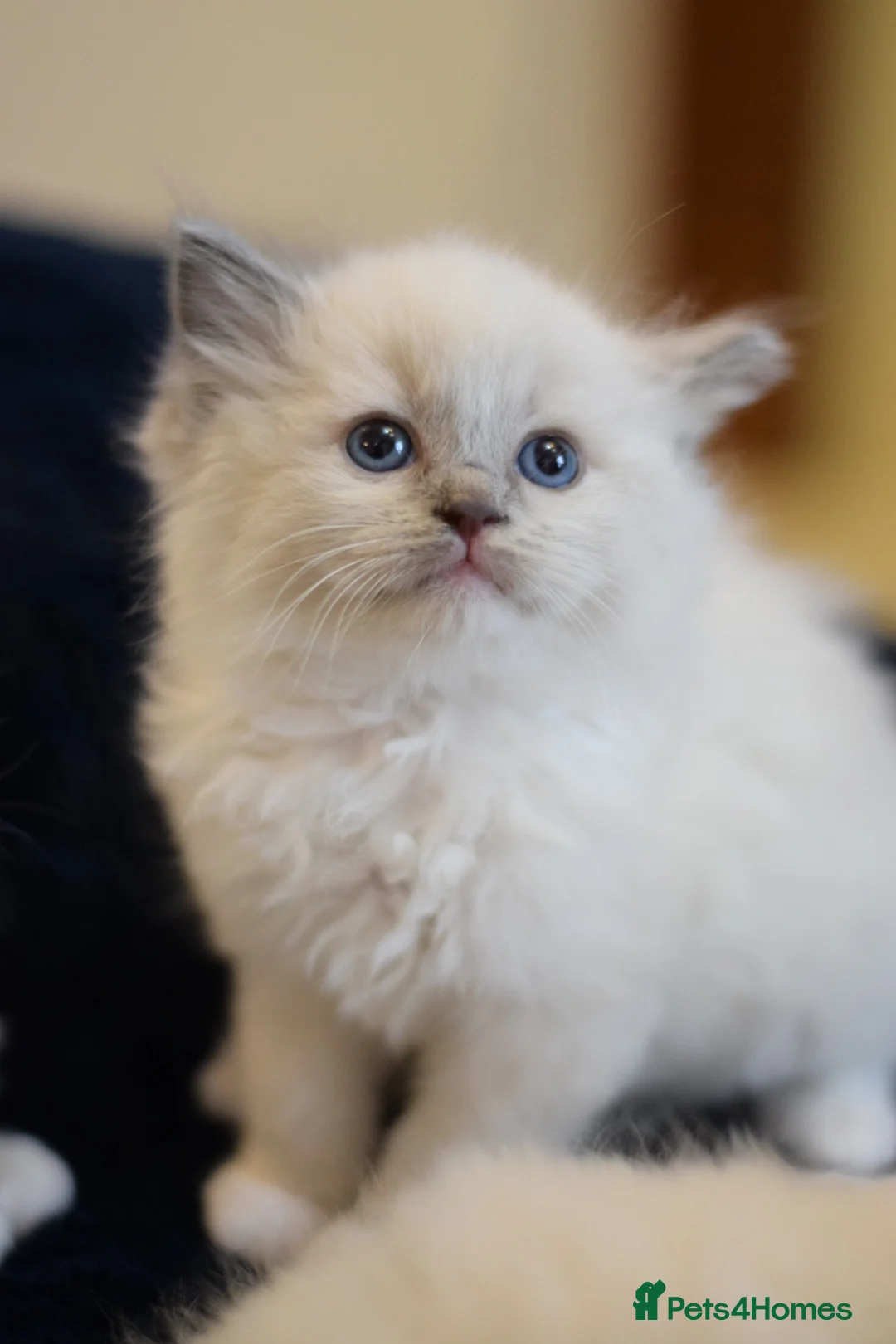 Ragdoll cats for sale: Adorable Ragdoll Kittens Looking for Forever Homes - Advert 15