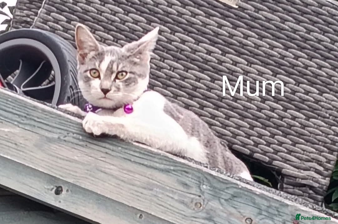 Mixed Breed cats Litter of four gorgeous kittens  - Advert 9