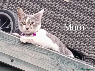 Mixed Breed cats Litter of four gorgeous kittens - Advert 5