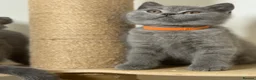 British Shorthair cats for sale: Seven little souls looking for their new home 🐾 - Advert 24