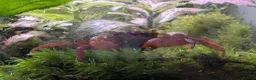 Crabs fish for sale: Tomato Vampire Crabs, Tanks, Food, everything in Glasgow - Advert 7