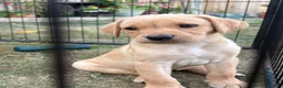 Labrador Retriever dogs for sale: KC Registered Labrador Puppies for Sale  - Advert 2