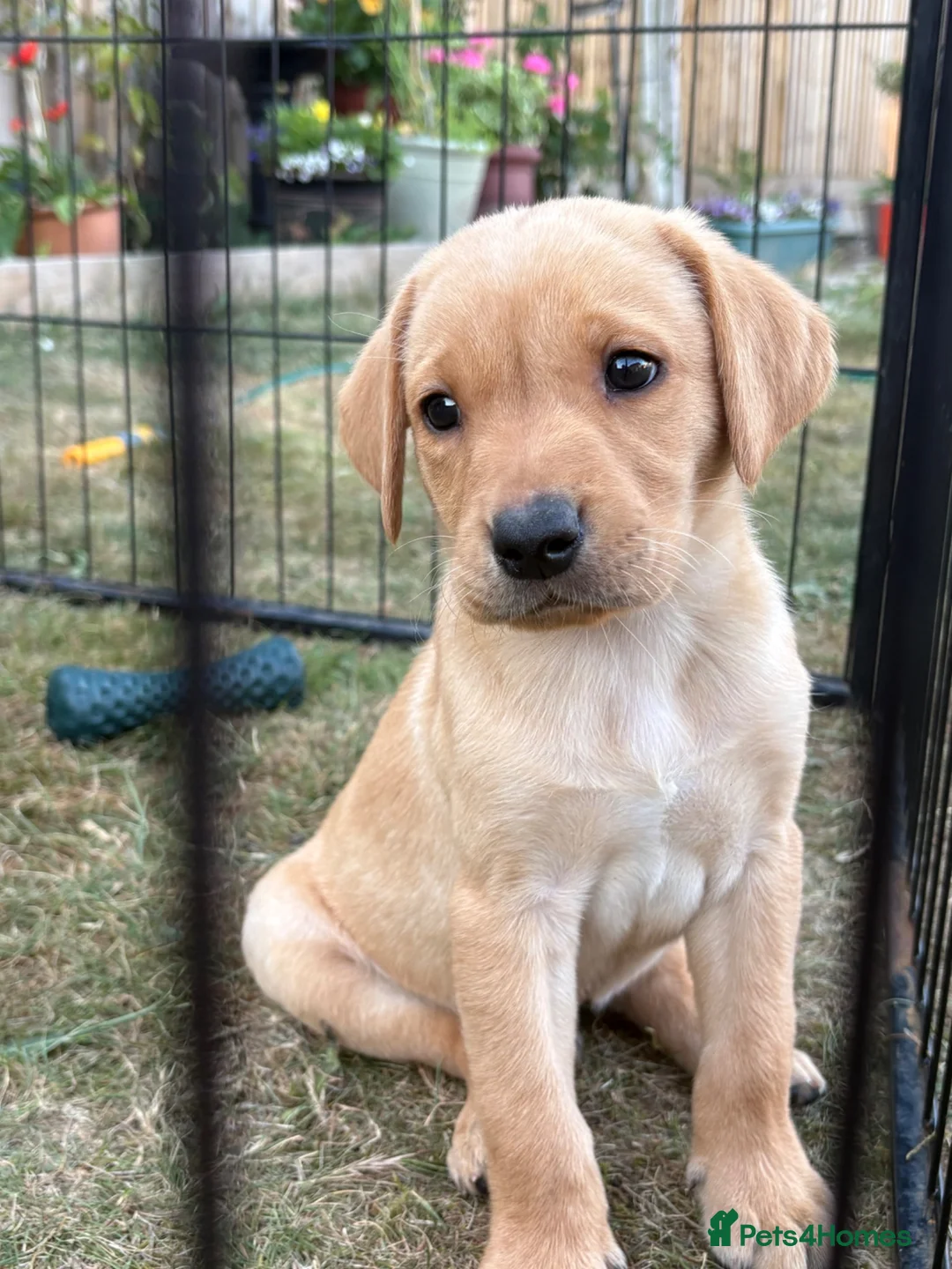 Labrador Retriever dogs for sale: KC Registered Labrador Puppies for Sale  - Advert 2
