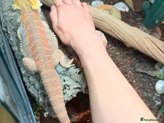 Bearded Dragon reptiles Bearded dragon - Advert 1