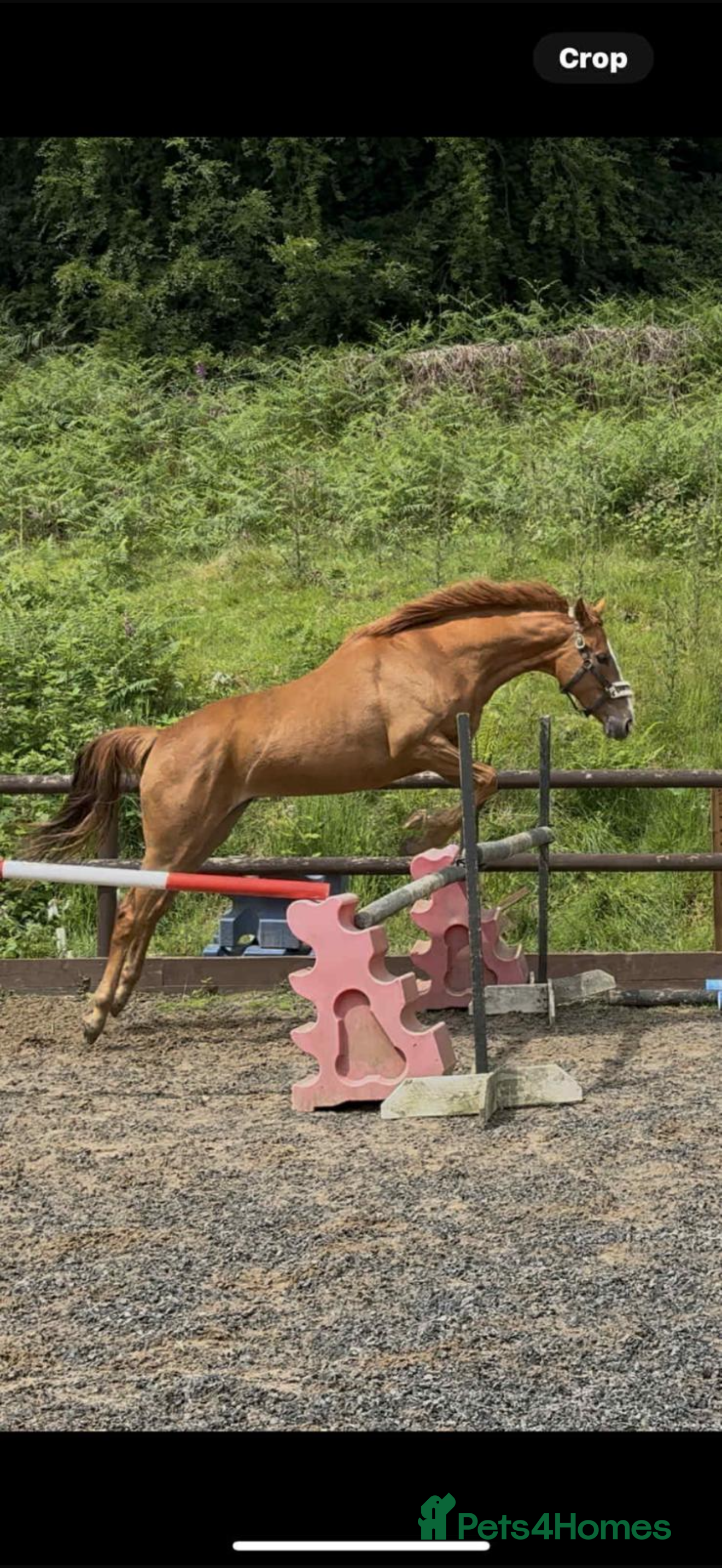 British Warmblood horses A quality well bred filly -seeks new home!   - Advert 5