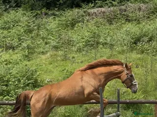 British Warmblood horses A quality well bred filly -seeks new home! - Advert 5