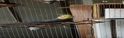 Cockatiels birds for sale: Cockatiel - Advert 2