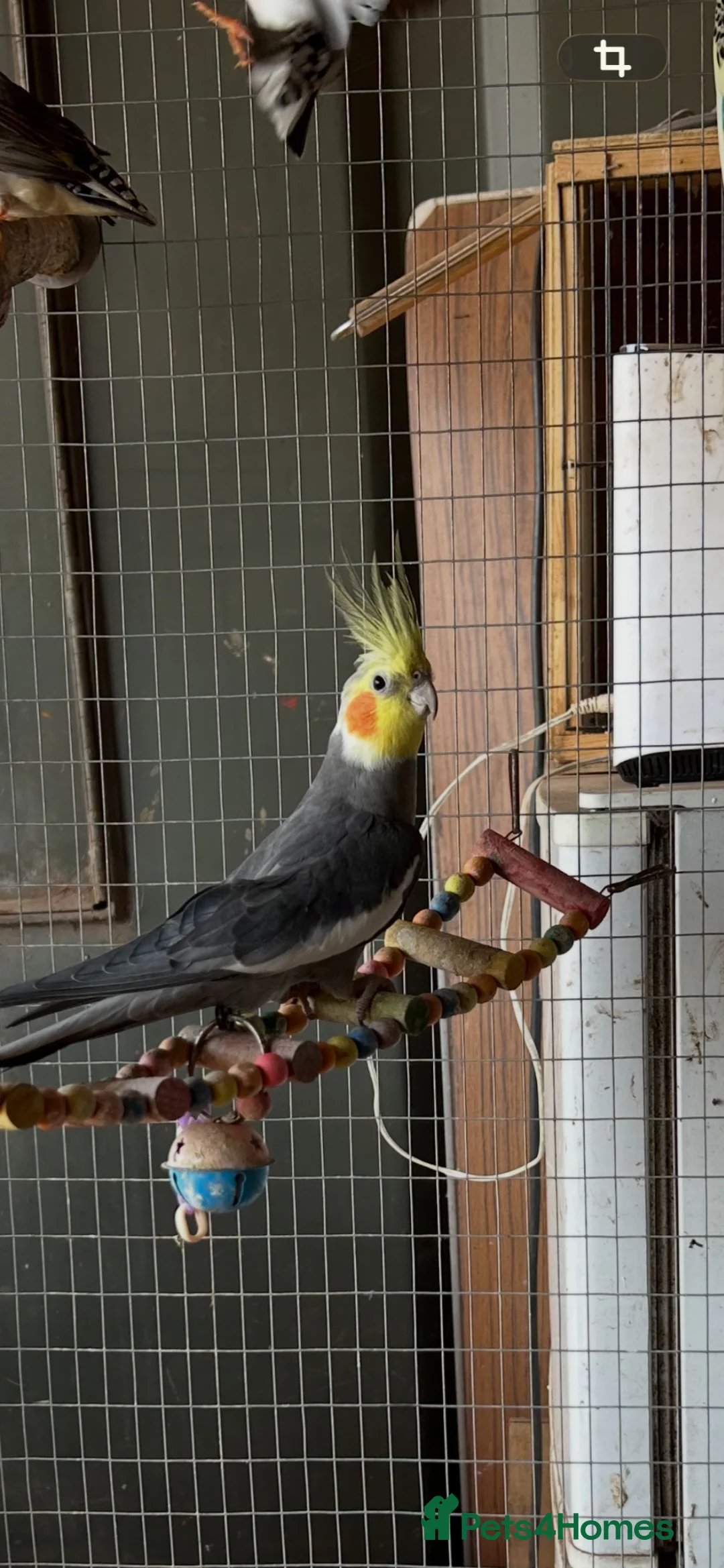 Cockatiels birds for sale: Cockatiel - Advert 2