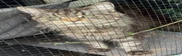 Maine Coon cats for sale: Mainecoons  - Advert 3