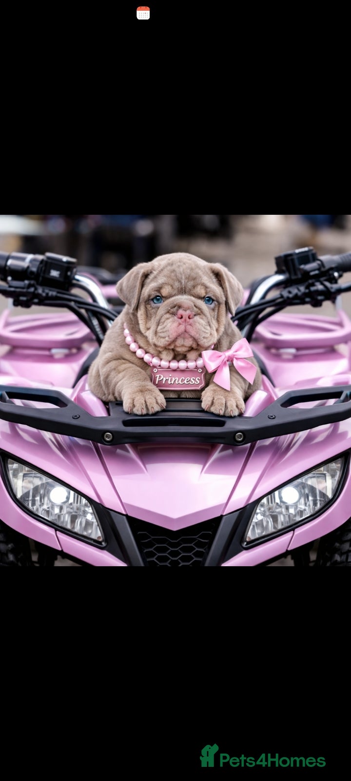 English Bulldog dogs 3 AVAILABLE VERY CHUNKY - Advert 1