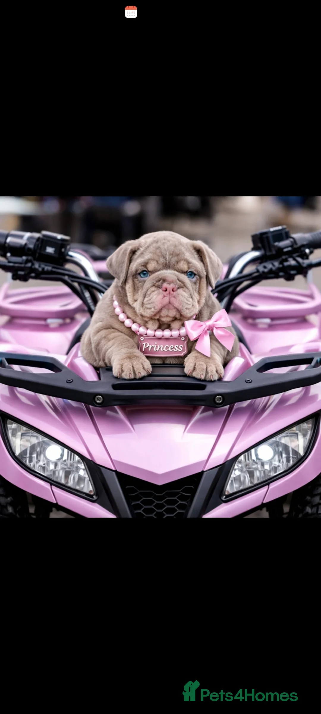 English Bulldog dogs for sale: 3 AVAILABLE VERY CHUNKY - Advert 1