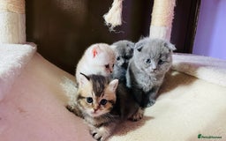 Scottish Fold cats for sale: Beautiful litter Scottish fold ready to reserve ❤️ - Image 2