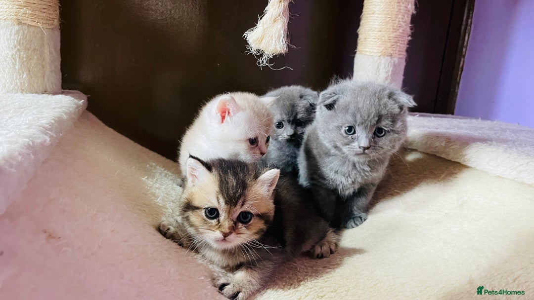 Scottish Fold cats for sale: Beautiful litter Scottish fold ready to reserve ❤️ - Image 2