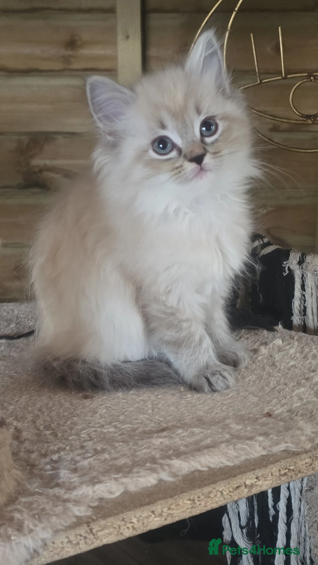 Ragdoll cats for sale: Ragdoll Kittens - READY NOW - Advert 2